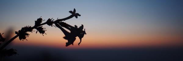 lepture Profile Banner