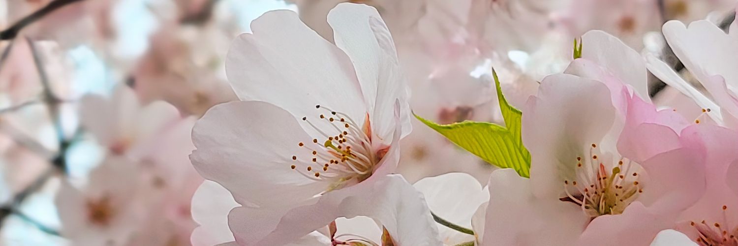 kiiiiica's profile banner image