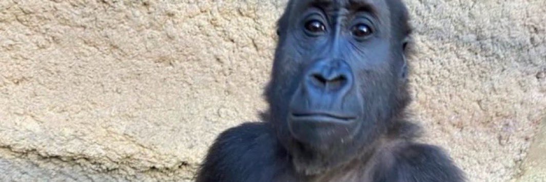 أيها الجندي النفسي banner