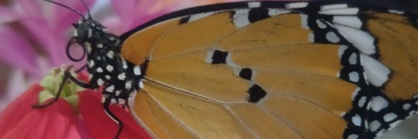 AnasPop42 Profile Banner