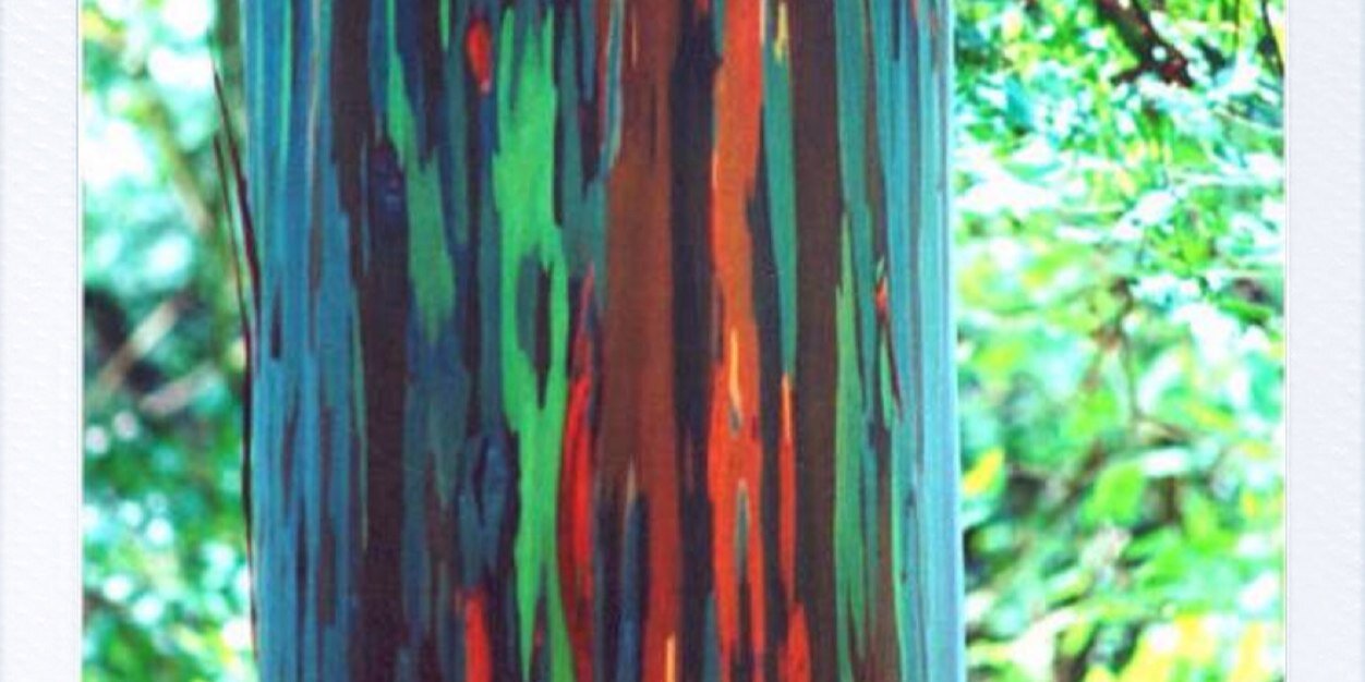 lzanon banner