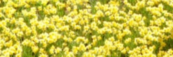 fsnzdh's profile banner image
