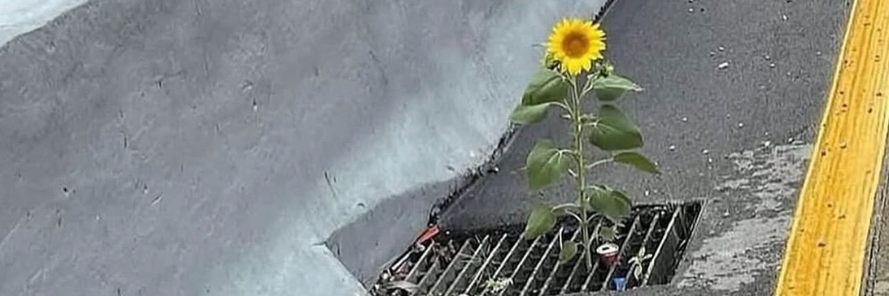 donpete10's profile banner image