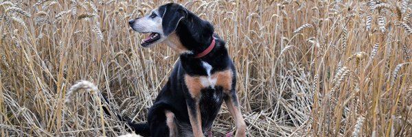 redial84 Profile Banner