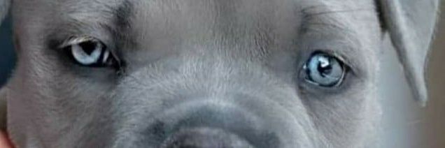 paulis38's profile banner image