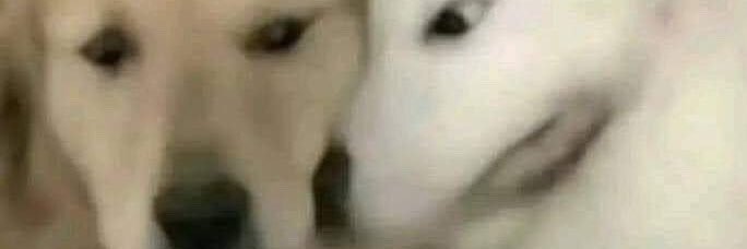 Beans banner