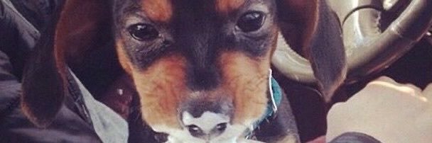 bibiabadoobee's profile banner image