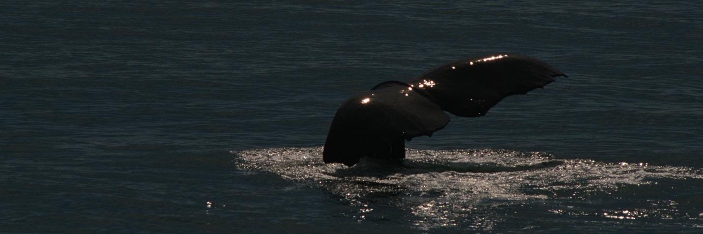 Dave Robertson banner