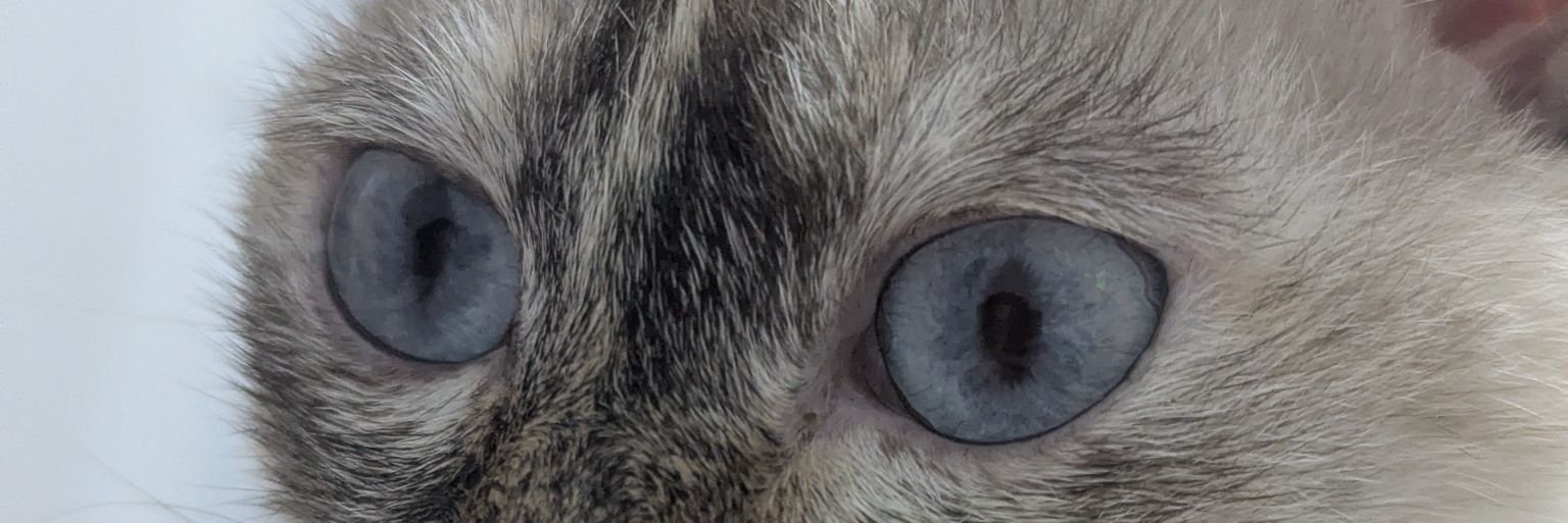 Aidenstein Cookowskenberg banner