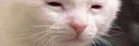 Diggito/Cheesed to meet you banner