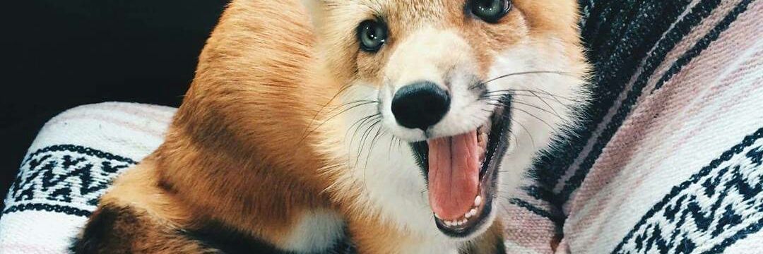 mariusisafox's profile banner image