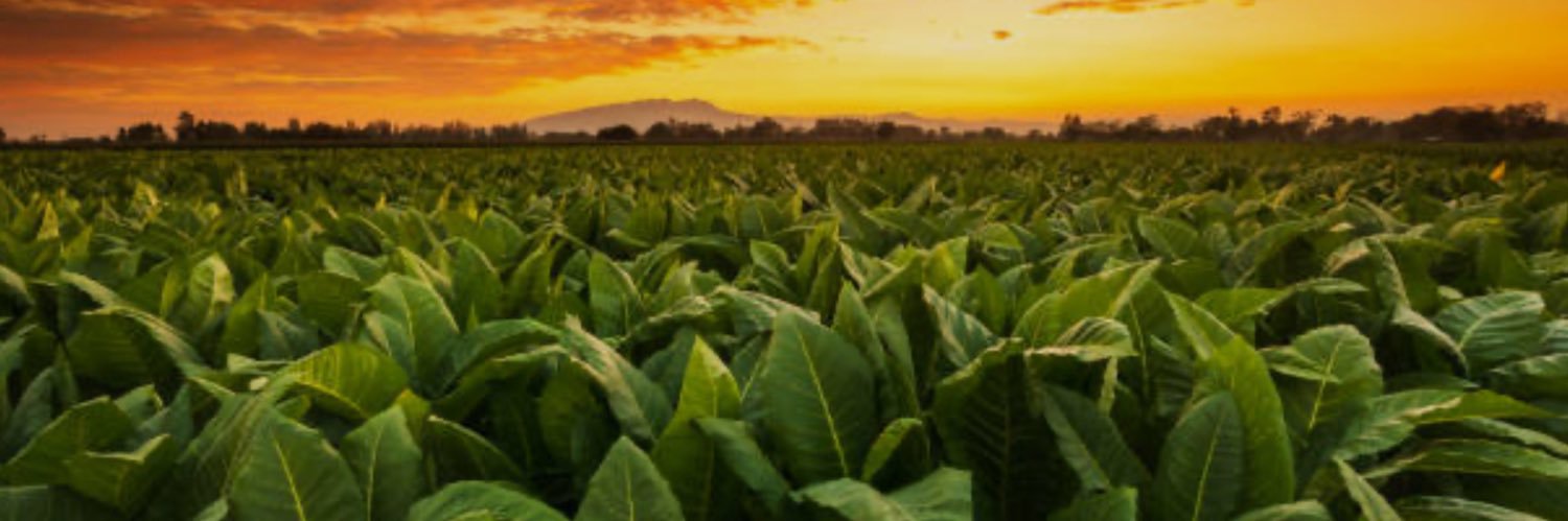 Tobacco Defender's banner