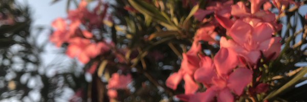 optimalkalp Profile Banner