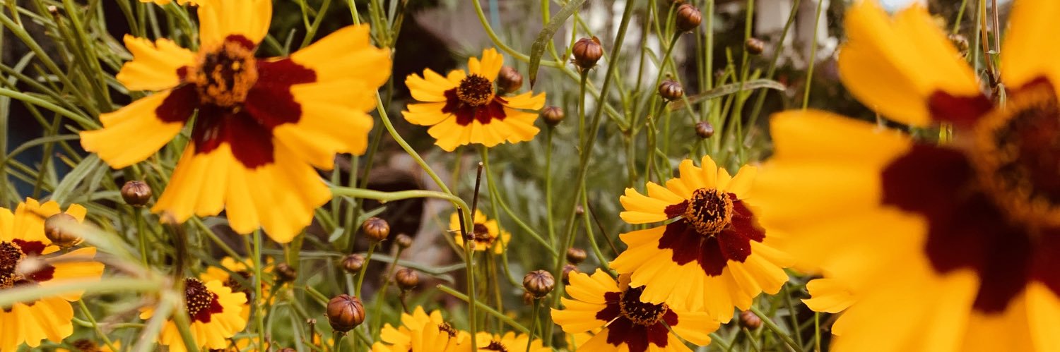 Adrienne Rodriguez 🇲🇽🇺🇸🏳️‍🌈🍄 banner