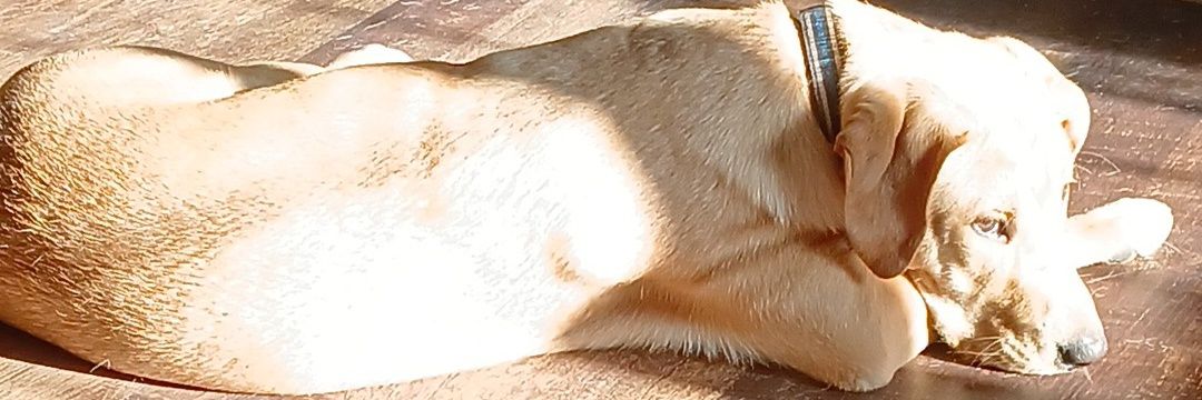 Centurion 🇺🇸🏴‍☠️ banner