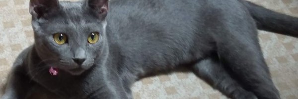 AZ_PUNCH2 Profile Banner