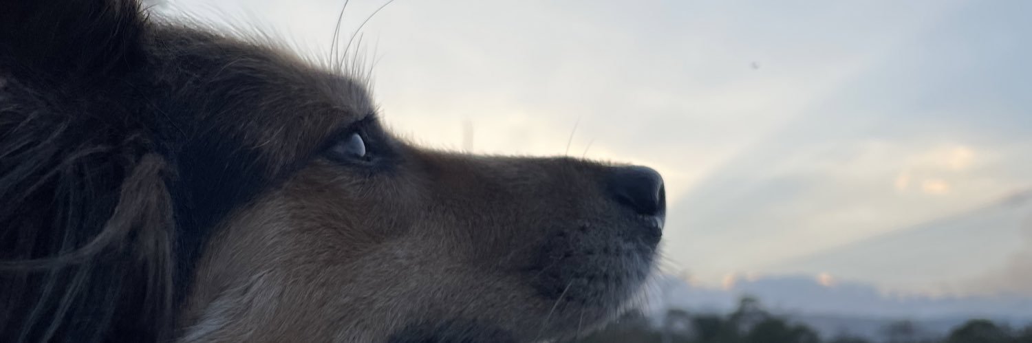 yorgerdz's profile banner image