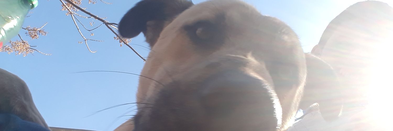 Pancheeen's profile banner image