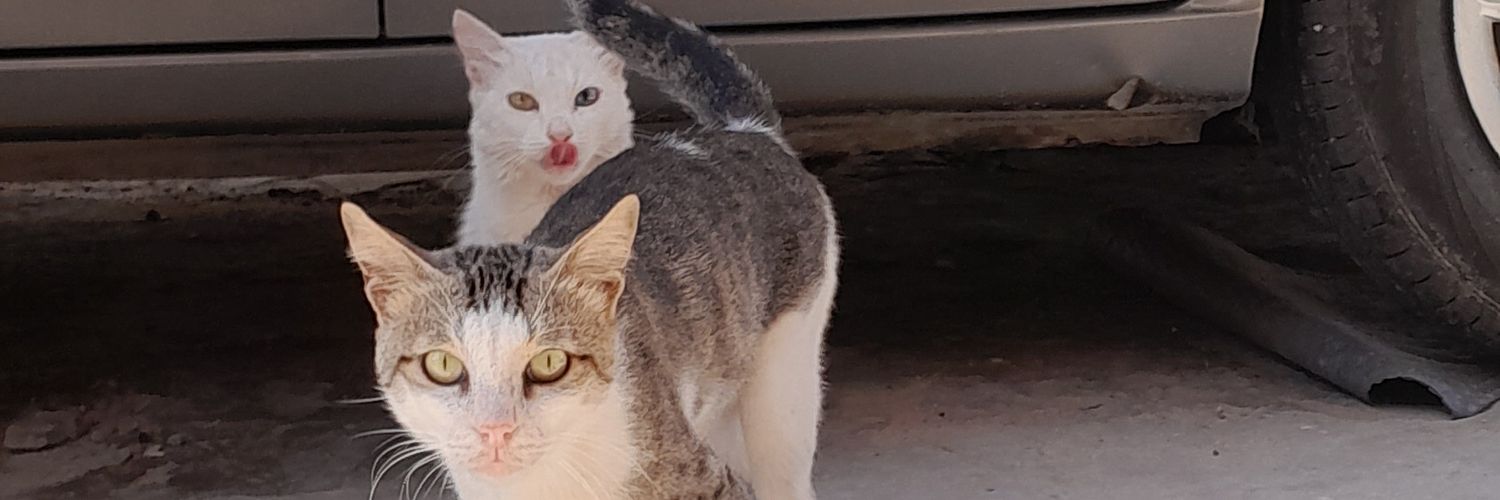 ام عبدالحي banner