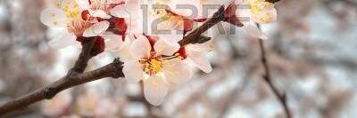 inmiyabb's profile banner image