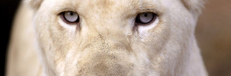 texasbabe84's profile banner image