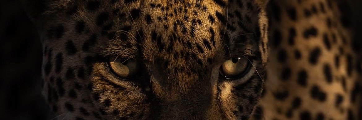 the_bruta's profile banner image