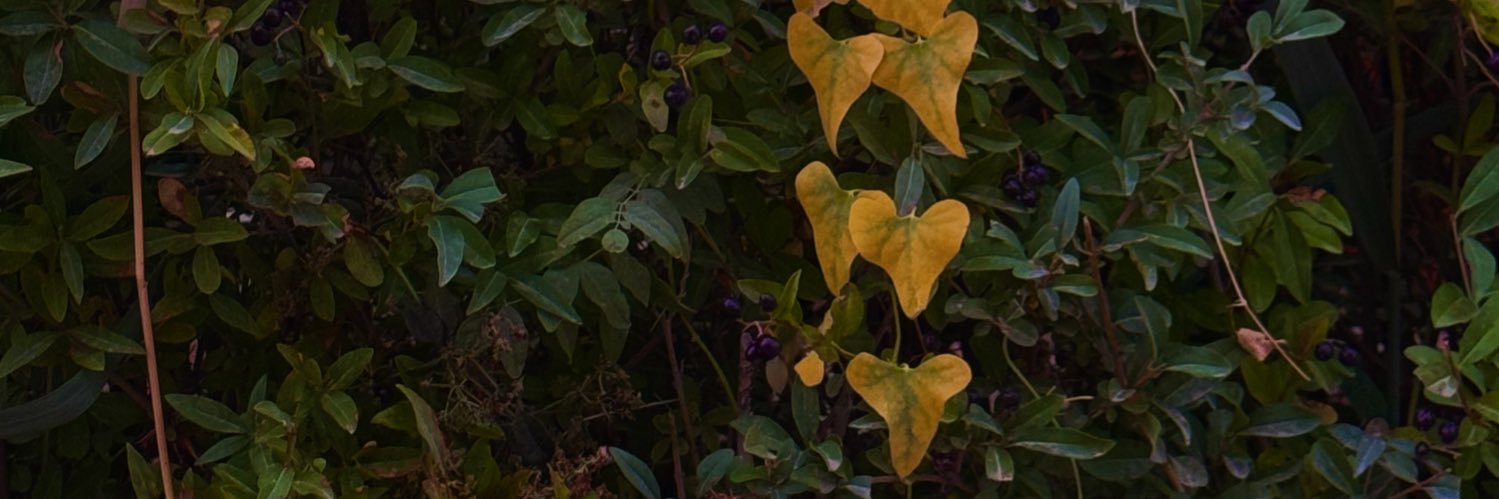 Asmelund's profile banner image
