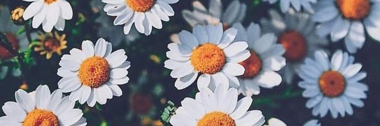 isabelaabastos's profile banner image