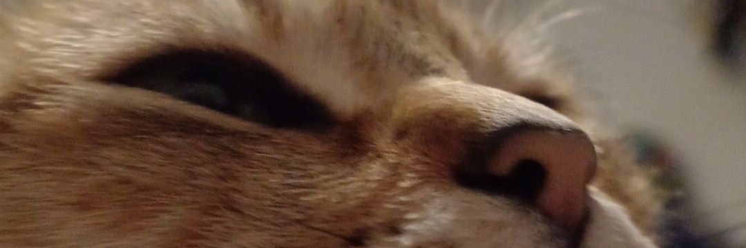 Chanwisito (⁠•⁠ө⁠•⁠)⁠♡ banner