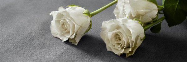 naho_prnet Profile Banner