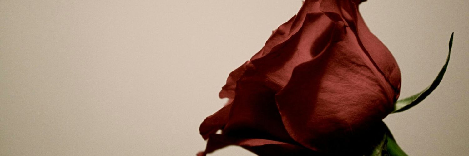 noono309's profile banner image