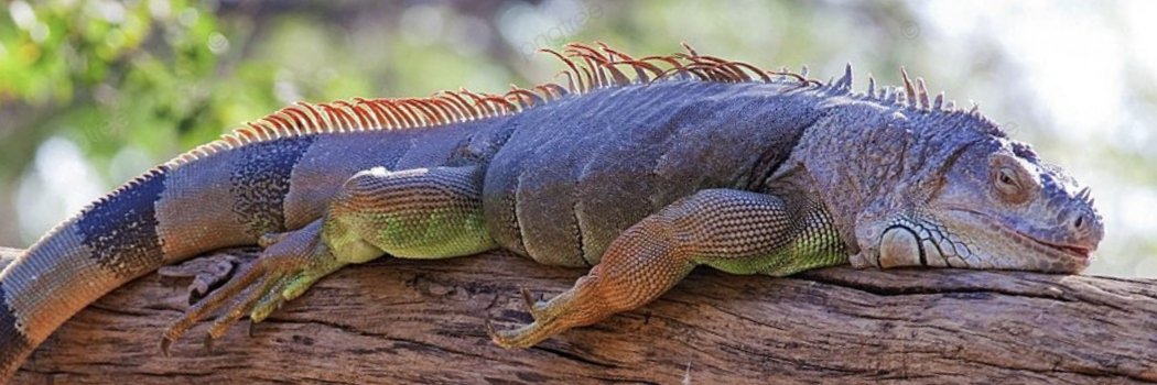Grim🦎 banner