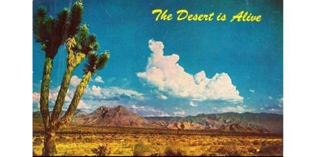 Richie Pinheiro banner