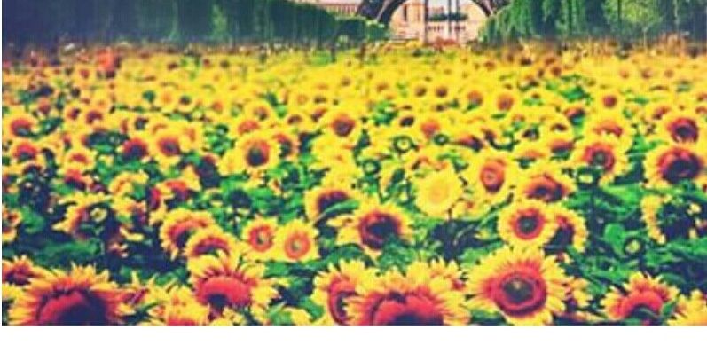 Srta Miranda. ♥ banner