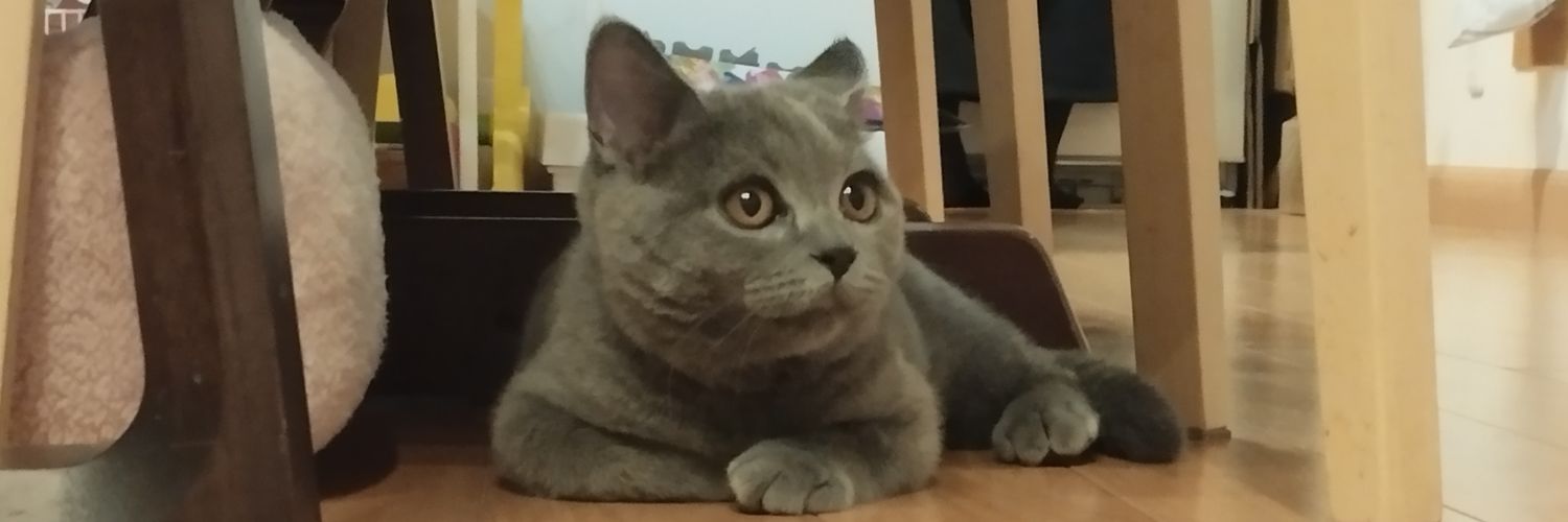ブリリアント（通称︰ブリ）🐾's banner