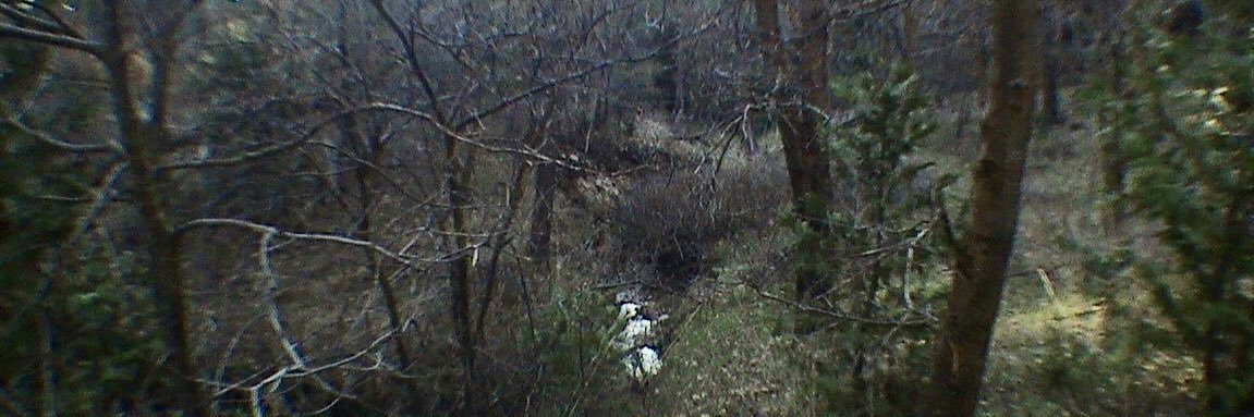 à travers la forêt banner