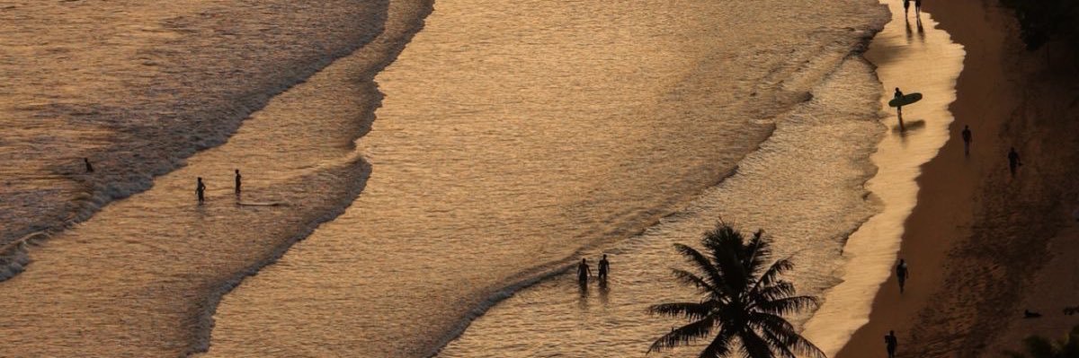 Healthy Alfred 🌴🥥 banner