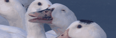 McDuckk's profile banner image