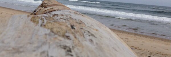 monapatel Profile Banner
