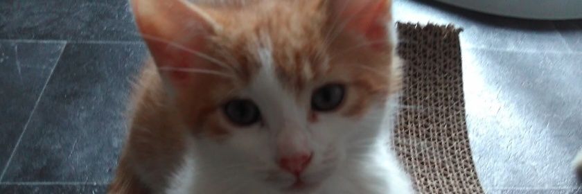 anthony whike banner