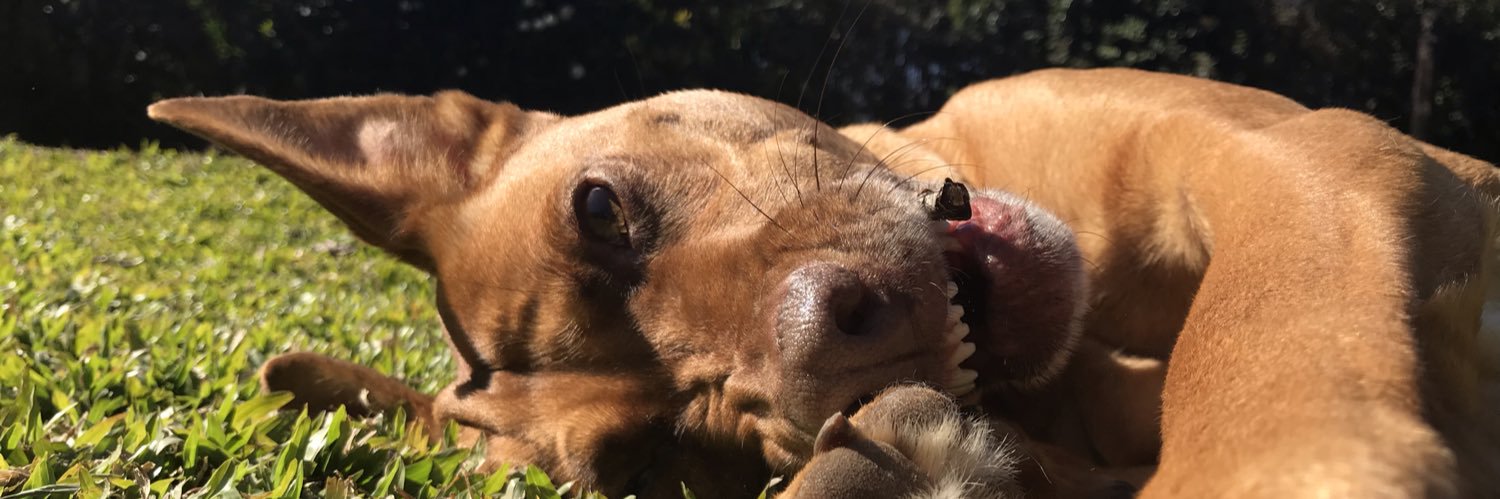 agusghigli's profile banner image