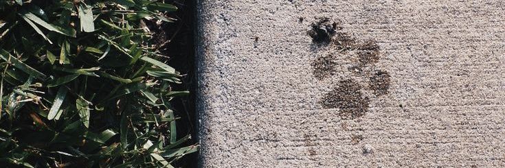 Mudpuppy 🐶🥞's banner