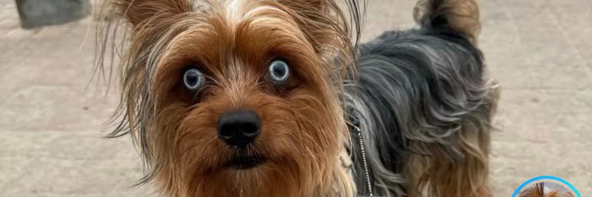 wellydo's profile banner image