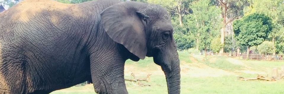 goldah_m's profile banner image