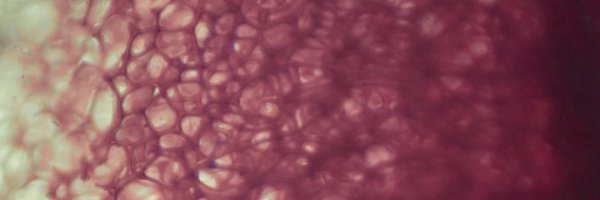 EpicLifeHealth Profile Banner