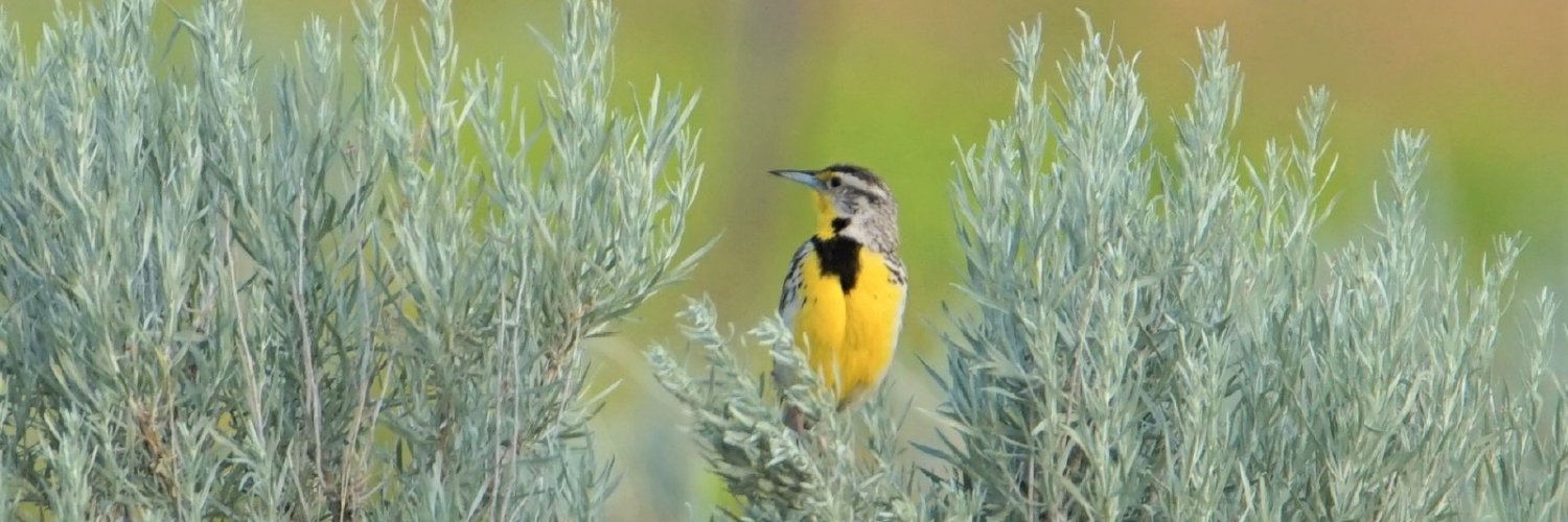 Audubon_GP's profile banner image