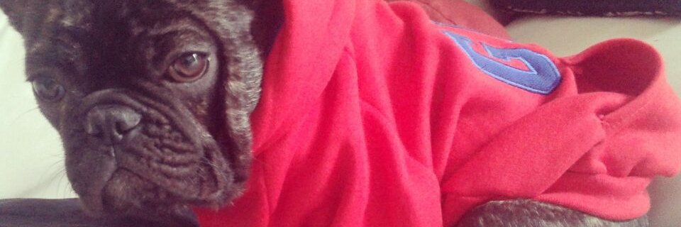 Sofi banner