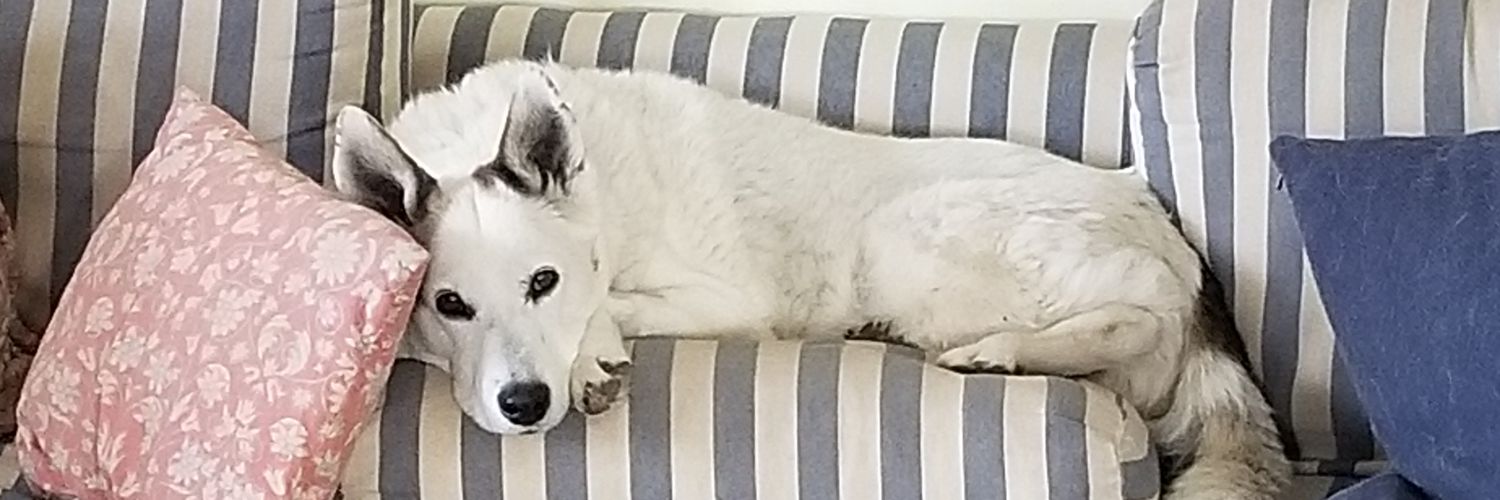shwjmpr's profile banner image