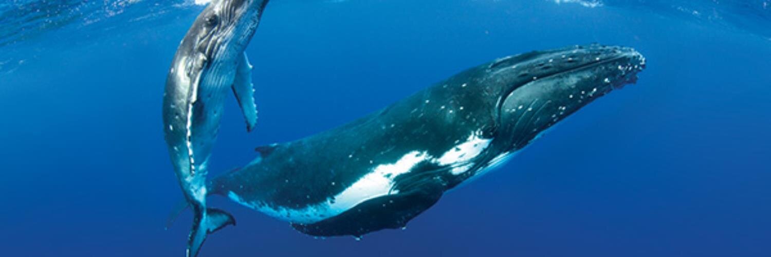 Jennifer #TheALLiance MeyerSmith V#DinosaurDuopoly banner