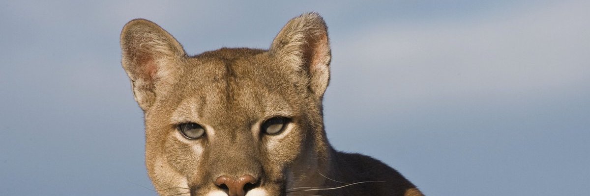 rogerho2709's profile banner image